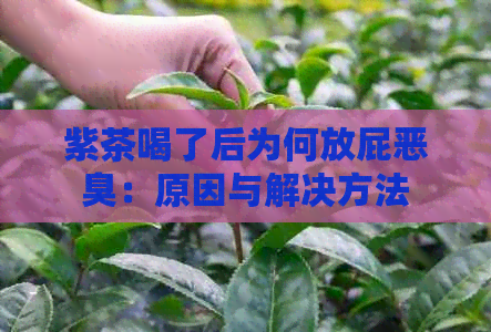 紫茶喝了后为何放屁恶臭：原因与解决方法