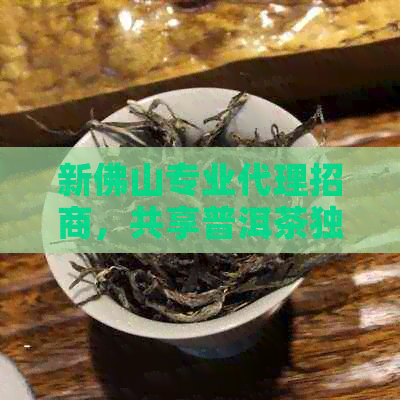 新佛山专业代理招商，共享普洱茶独特魅力