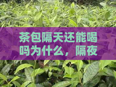 茶包隔天还能喝吗为什么，隔夜茶包是否适宜饮用