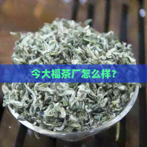 今大福茶厂怎么样？