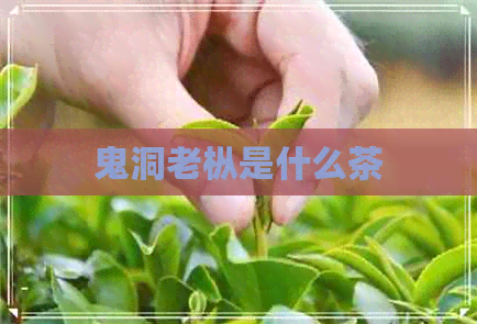 鬼洞老枞是什么茶