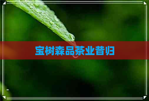 宝树森品茶业昔归