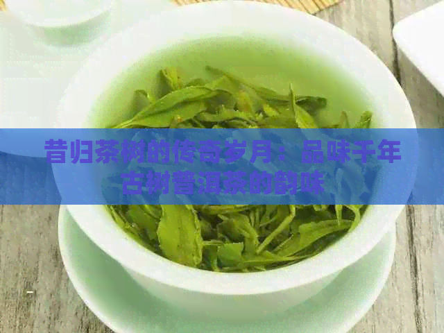 昔归茶树的传奇岁月：品味千年古树普洱茶的韵味