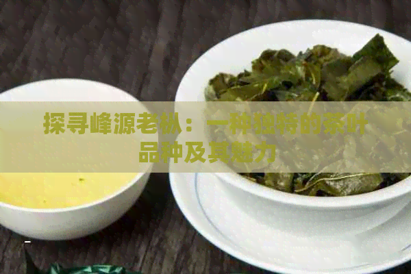 探寻峰源老枞：一种独特的茶叶品种及其魅力