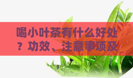 喝小叶茶有什么好处？功效、注意事项及与坏处。