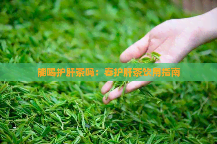 能喝护肝茶吗：春护肝茶饮用指南