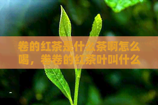 卷的红茶是什么茶啊怎么喝，卷卷的红茶叶叫什么？