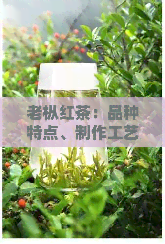 老枞红茶：品种特点、制作工艺与口感详解，了解这种茶的全方位信息