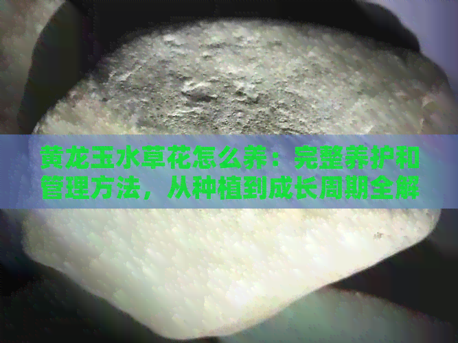 黄龙玉水草花怎么养：完整养护和管理方法，从种植到成长周期全解析