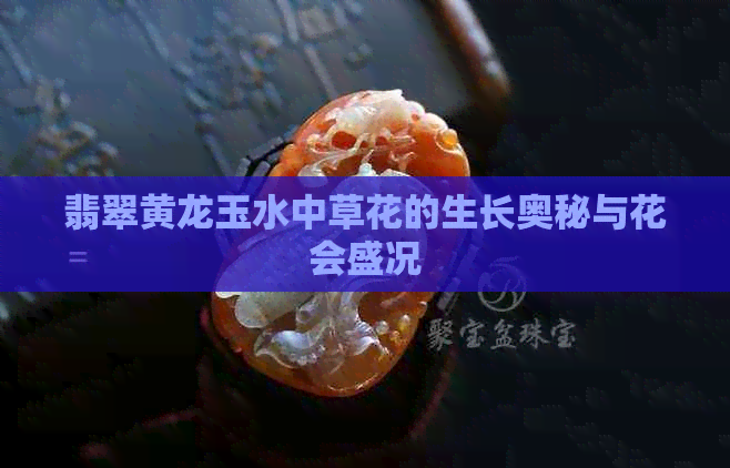 翡翠黄龙玉水中草花的生长奥秘与花会盛况