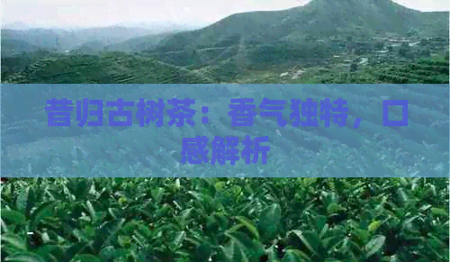 昔归古树茶：香气独特，口感解析