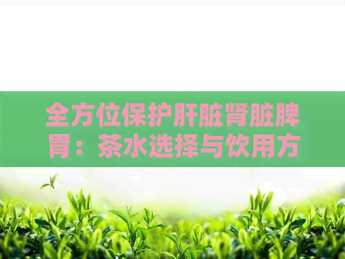 全方位保护肝脏肾脏脾胃：茶水选择与饮用方法解析