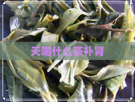 天喝什么茶补肾