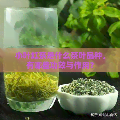 小叶红茶是什么茶叶品种，有哪些功效与作用？