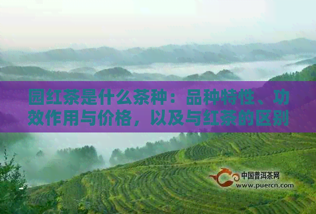 园红茶是什么茶种：品种特性、功效作用与价格，以及与红茶的区别