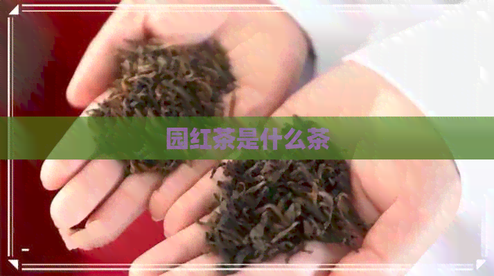 园红茶是什么茶