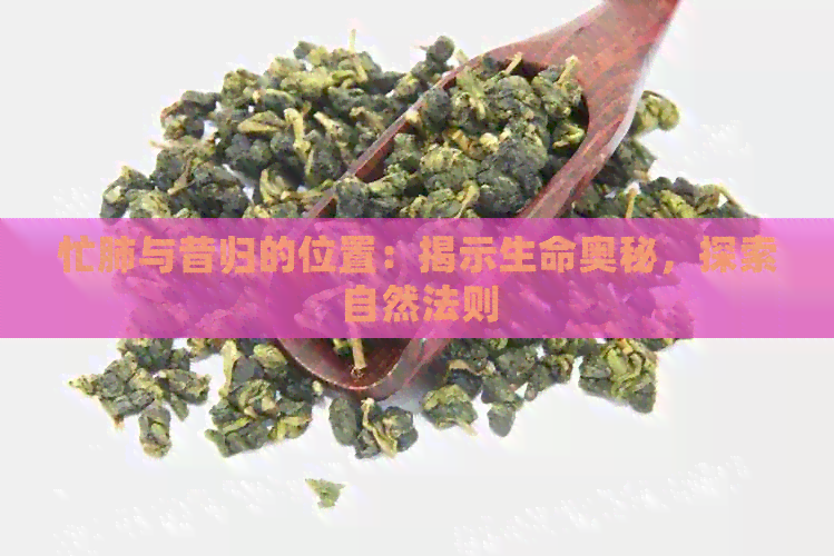 忙肺与昔归的位置：揭示生命奥秘，探索自然法则