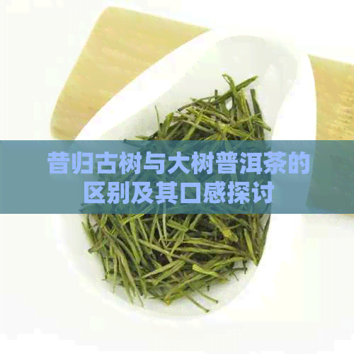 昔归古树与大树普洱茶的区别及其口感探讨