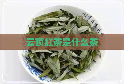 云顶红茶是什么茶