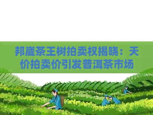 邦崴茶王树拍卖权揭晓：天价拍卖价引发普洱茶市场热议