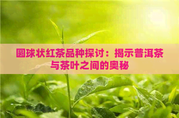 圆球状红茶品种探讨：揭示普洱茶与茶叶之间的奥秘