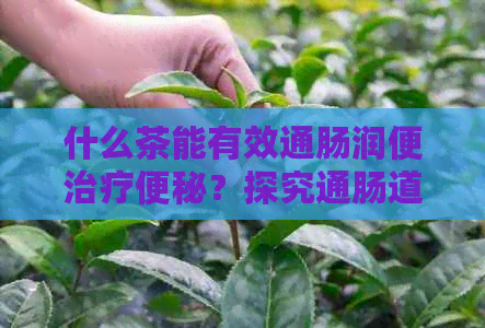 什么茶能有效通肠润便治疗便秘？探究通肠道茶饮