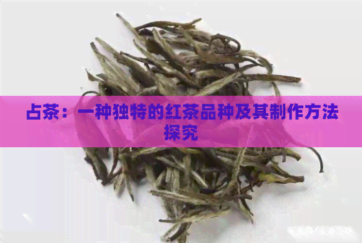 占茶：一种独特的红茶品种及其制作方法探究