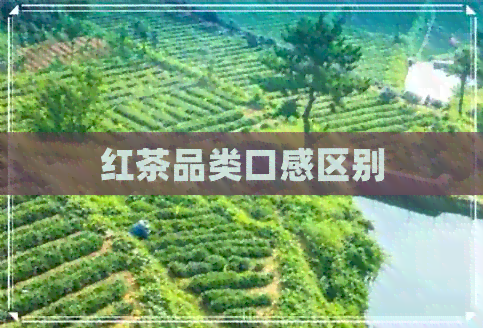 红茶品类口感区别