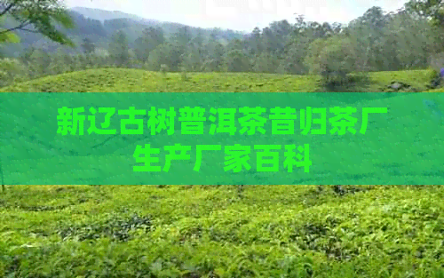 新辽古树普洱茶昔归茶厂生产厂家百科