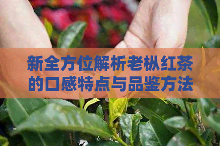 新全方位解析老枞红茶的口感特点与品鉴方法