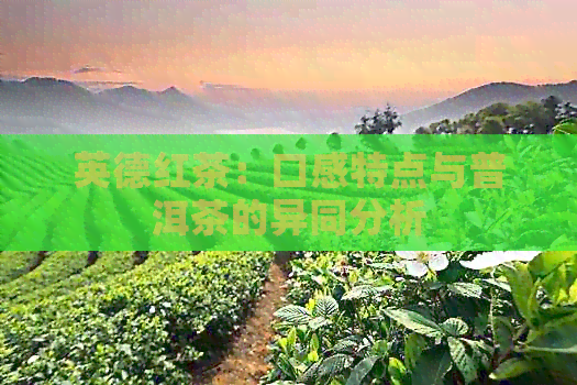 英德红茶：口感特点与普洱茶的异同分析