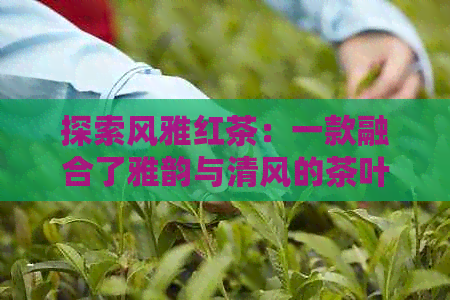 探索风雅红茶：一款融合了雅韵与清风的茶叶佳品