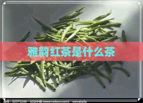 雅韵红茶是什么茶