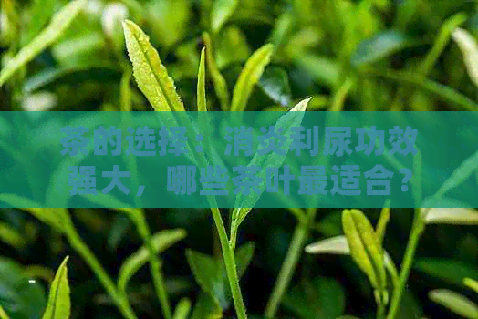 茶的选择：消炎利尿功效强大，哪些茶叶最适合？