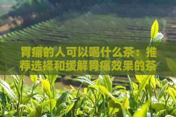 胃痛的人可以喝什么茶：推荐选择和缓解胃痛效果的茶叶与茶水