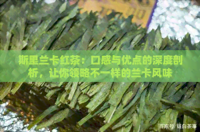 斯里兰卡红茶：口感与优点的深度剖析，让你领略不一样的兰卡风味