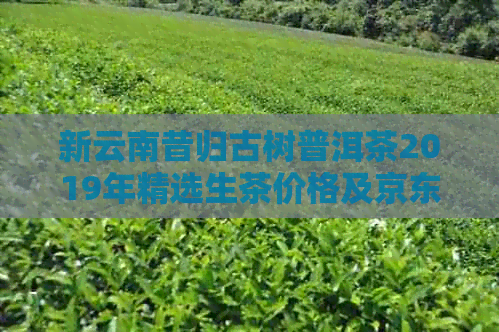 新云南昔归古树普洱茶2019年精选生茶价格及京东批发图片