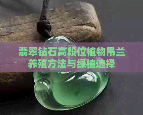 翡翠钻石高段位植物吊兰养殖方法与绿植选择