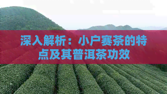 深入解析：小户赛茶的特点及其普洱茶功效