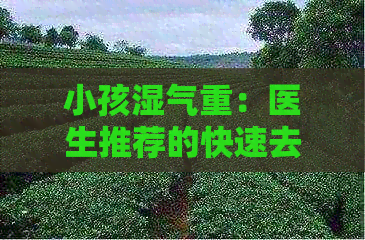 小孩湿气重：医生推荐的快速去湿茶饮及调理方法