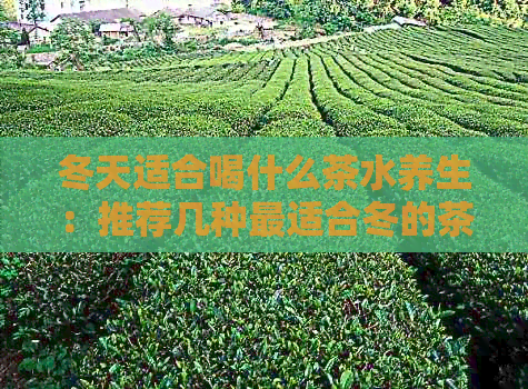 冬天适合喝什么茶水养生：推荐几种最适合冬的茶