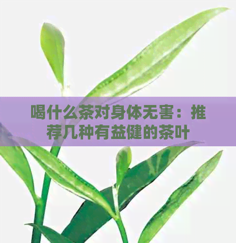 喝什么茶对身体无害：推荐几种有益健的茶叶