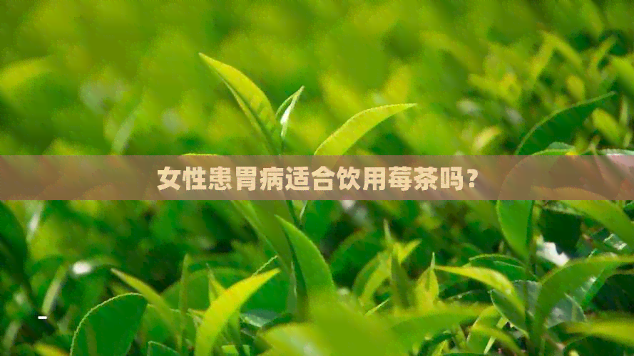 女性患胃病适合饮用莓茶吗？