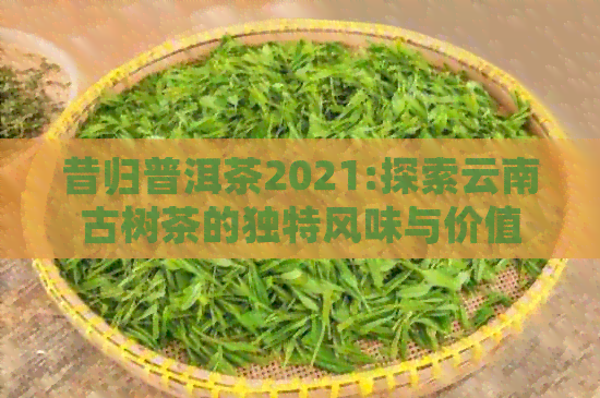 昔归普洱茶2021:探索云南古树茶的独特风味与价值