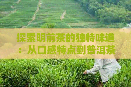 探索明前茶的独特味道：从口感特点到普洱茶的影响