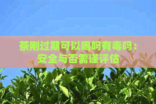 茶刚过期可以喝吗有吗：安全与否需谨评估