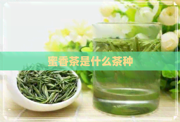 蜜香茶是什么茶种