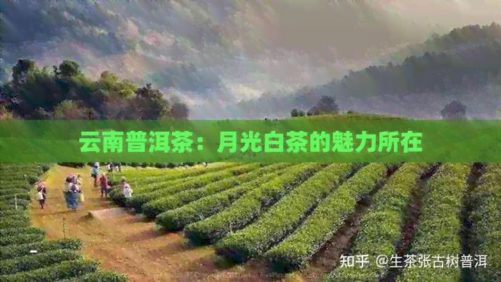 云南普洱茶：月光白茶的魅力所在