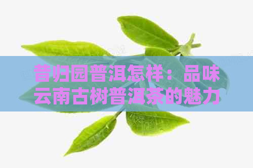 昔归园普洱怎样：品味云南古树普洱茶的魅力