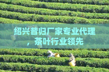 绍兴昔归厂家专业代理，茶叶行业领先